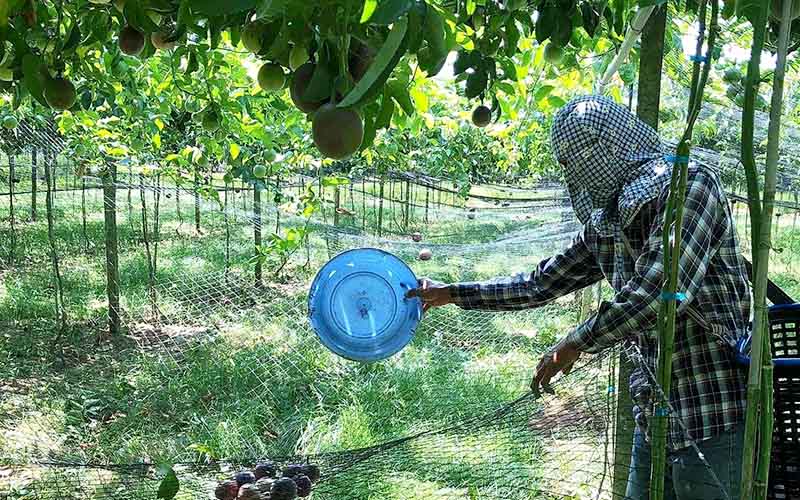 百香果搭棚 百香果搭棚